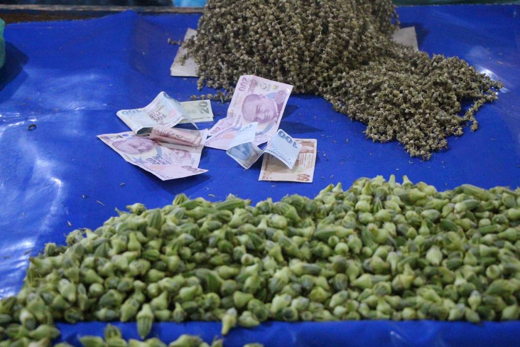 Amasya’da yetişiyor, Konya’da sofraların baş tacı oluyor! Kilosu 3 bin TL 4